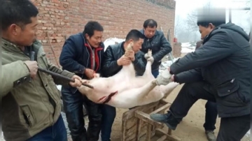 实拍农村杀猪全过程，原来杀猪还得用上盐，这习俗我还是头一回见！