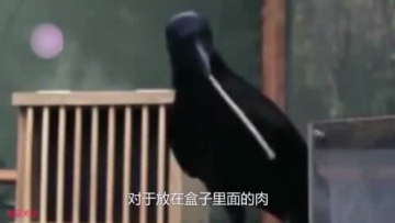 贱的鸟，被称为鸟中二哈，动不动就想皮一下