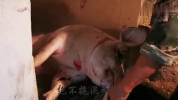 实拍农村杀猪现场，老屠夫用的是传统的土法子，一个人就能搞定