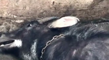 天上掉怪物砸进村民家