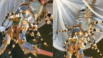 龙虾界的锦鲤！渔民捕获3公斤“中华锦绣龙虾” 估价数十万