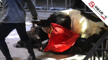 女学生徒手摔翻大公牛 