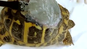 世界上最奇特的乌龟，嘴巴像鹰还能爬树，就在中国！