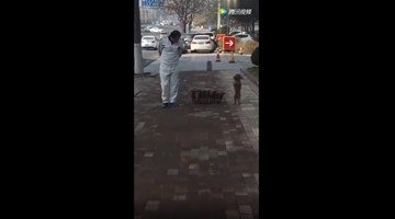 青岛大叔遛狗视频惊呆网友 难道这些都是假狗狗