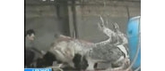 村民私宰奶牛水管插入动脉注70斤水