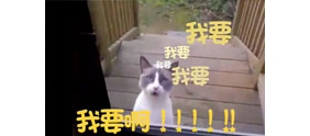 【拍客】笑cry!神字幕翻译纯正猫语踹门叫板邻居