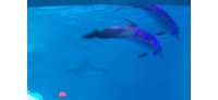 【拍客】烟台蓬莱海底极地世界鲨鱼场馆