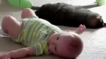 可爱猫咪才是萌宝的最佳小保姆！