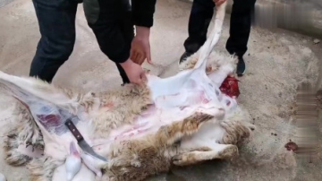 实拍农村宰羊全过程，没点真本事还真扒不下来这一块完整的羊皮