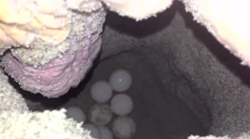 不明生物下蛋的速度简直让人惊呆！