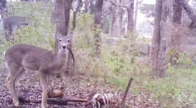 美国首次拍到鹿吃人尸
