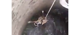 【拍客】实拍小狗掉水井咬绳自救 尝试失败9次终获救