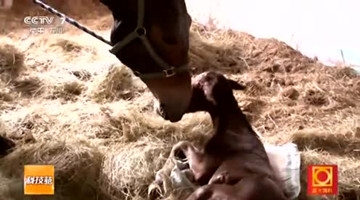 天下奇闻 骡子竟然产下小马驹 中国有史以来第一个