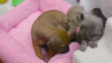 动物救助站四处救助被遗弃的小狗，狗狗身上的伤痕让人心疼