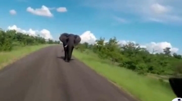 英国女游客在南非遭大象狂追 放声求救吓破胆