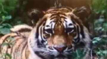 野生东北虎现身苞米地 吃掉4条狗刷爆朋友圈